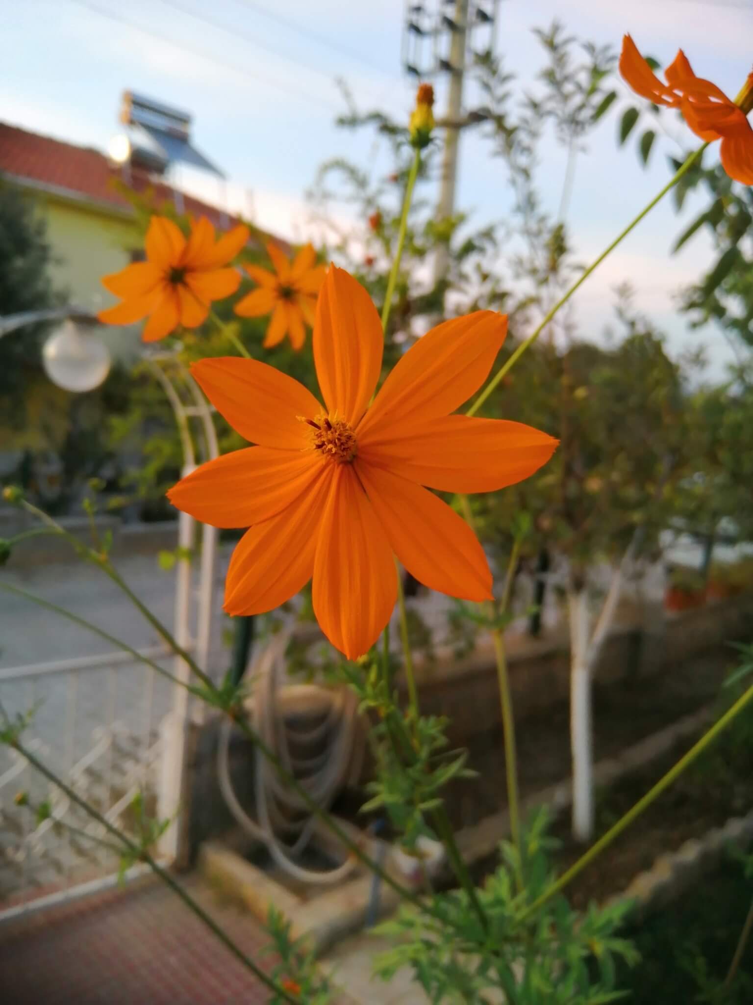 Cosmos sulphureus